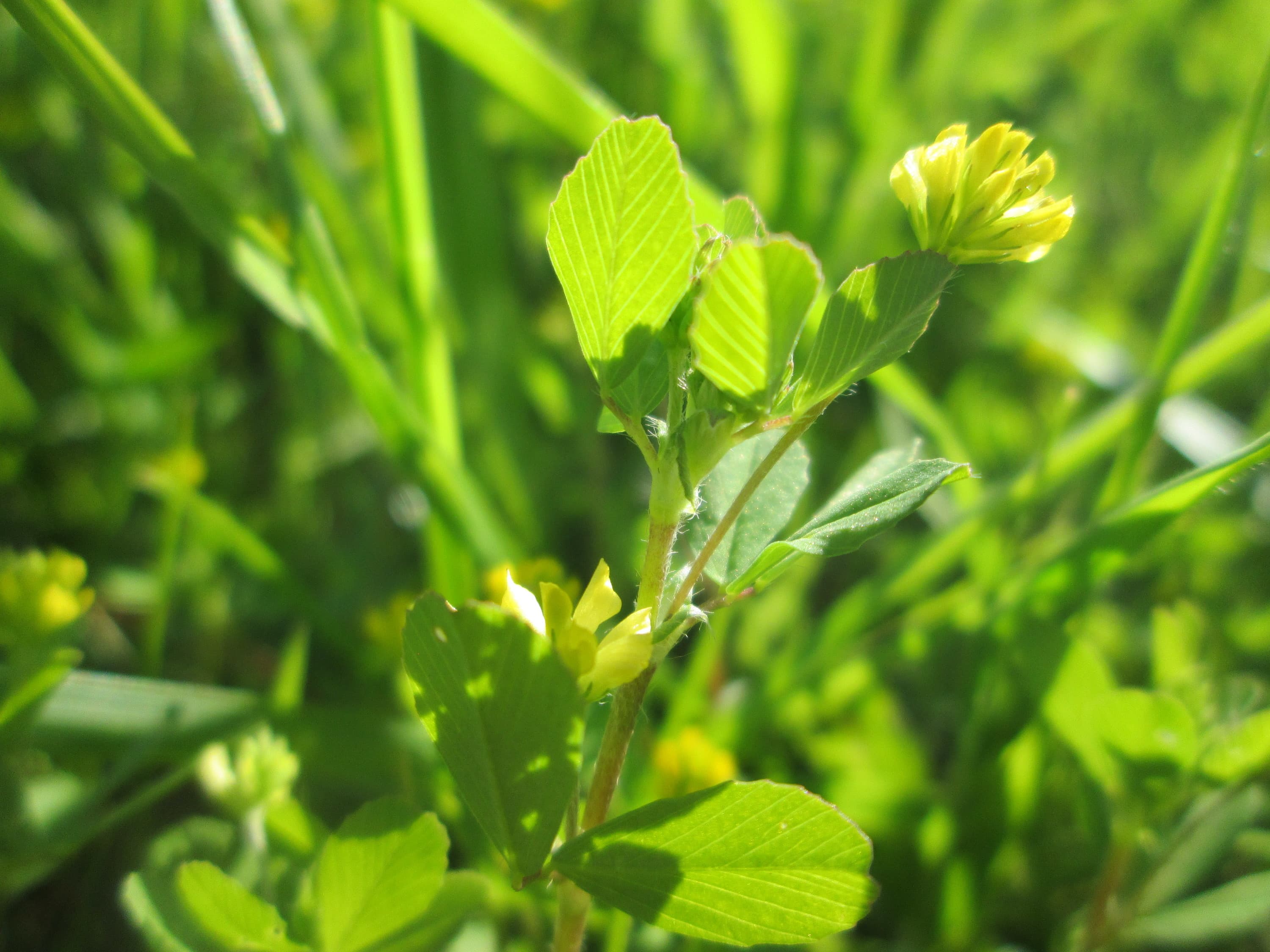 Клевер сомнительный (Trifolium dubium), растение из аналогии святого Патрика с трилистником