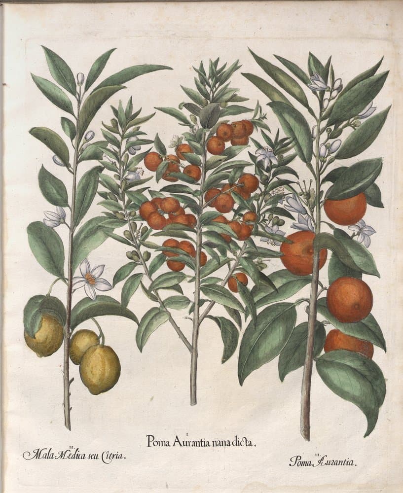 Botanical plate by Basilius Besler showing citrus fruits in 1613