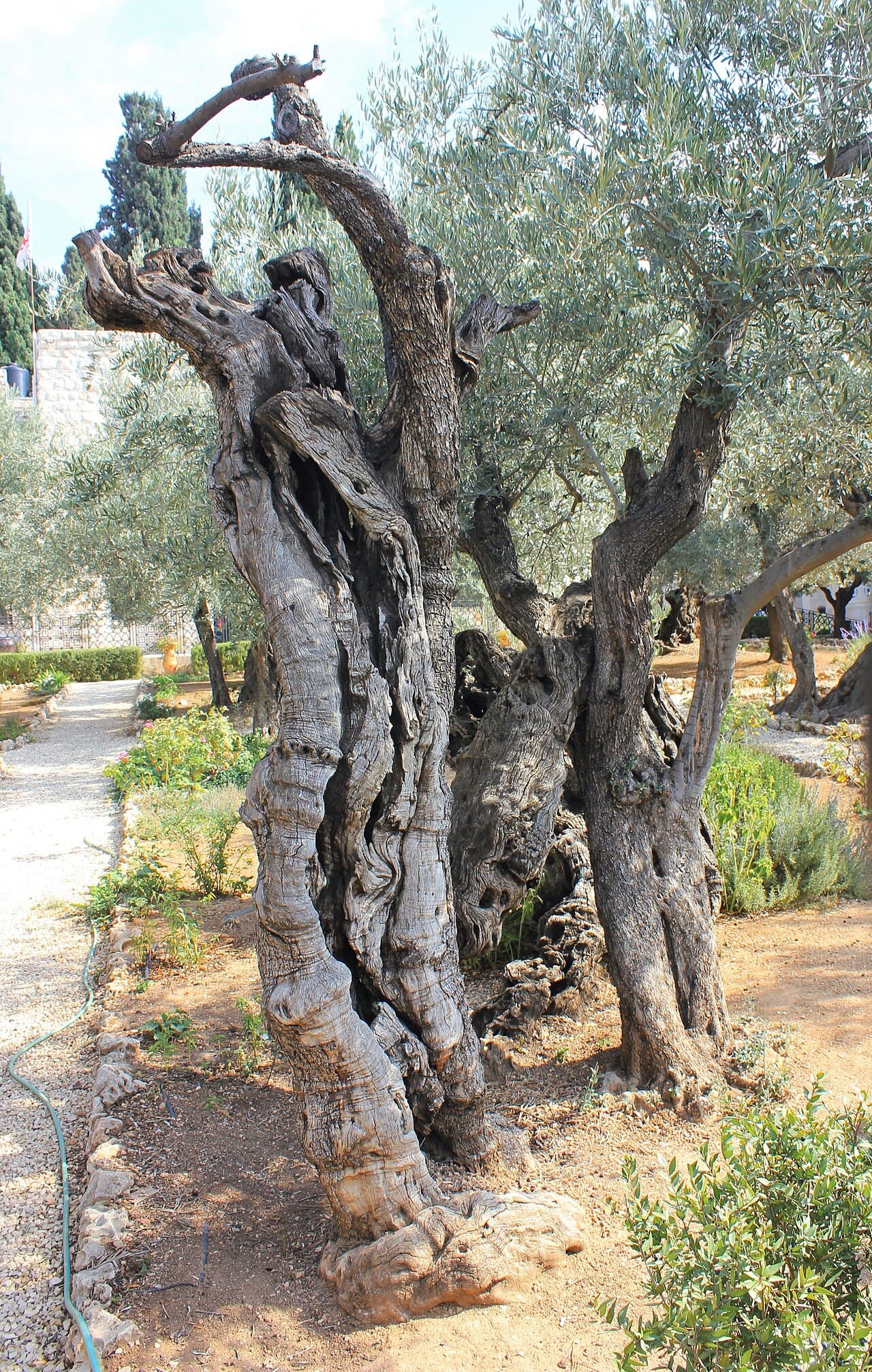 Un vieil olivier du jardin de Gethsémani à Jérusalem