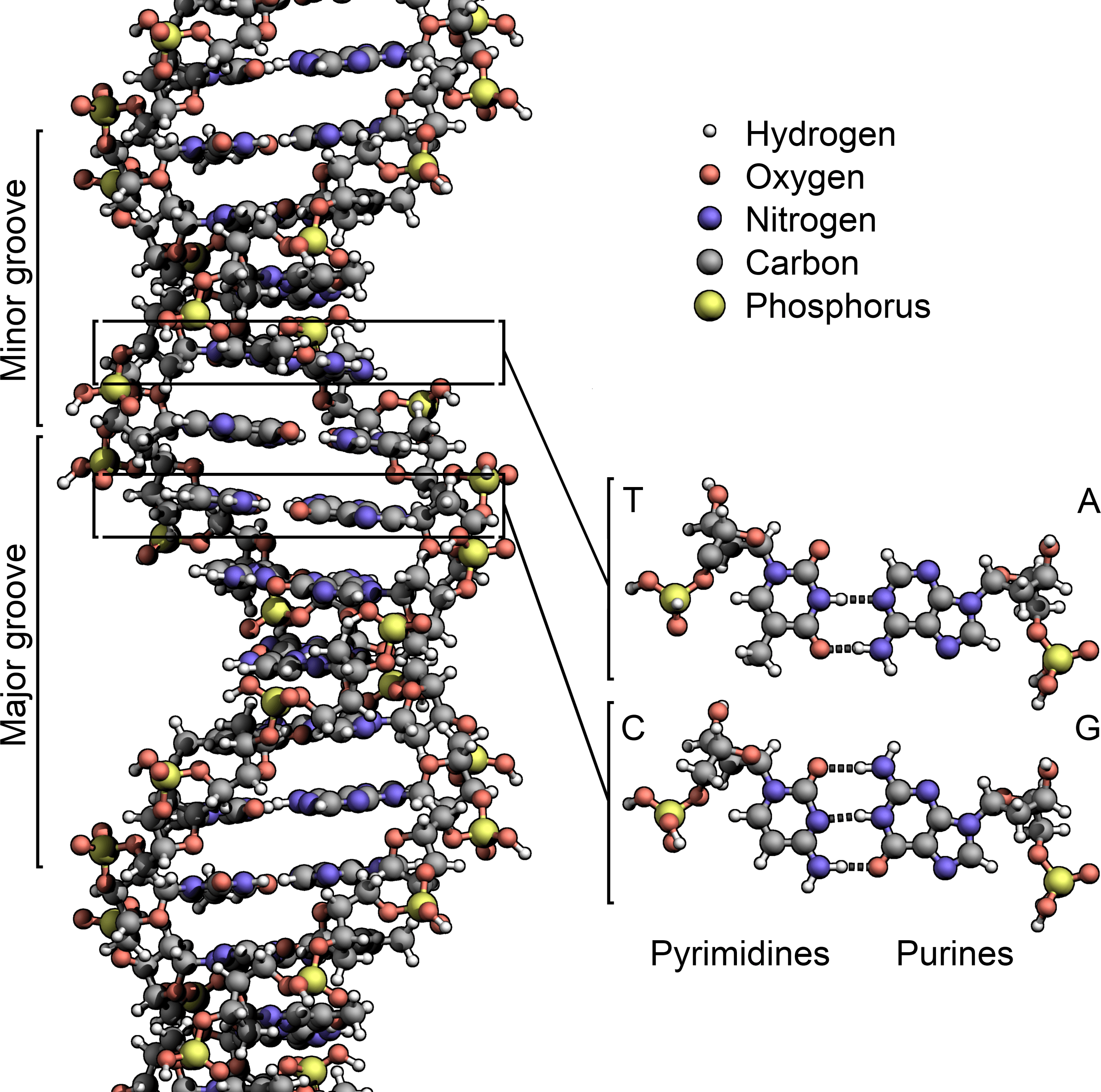 Struktur der DNA-Doppelhelix
