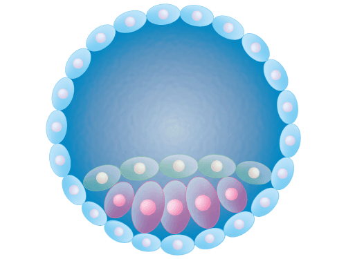 Menschlicher Embryo im Blastozystenstadium