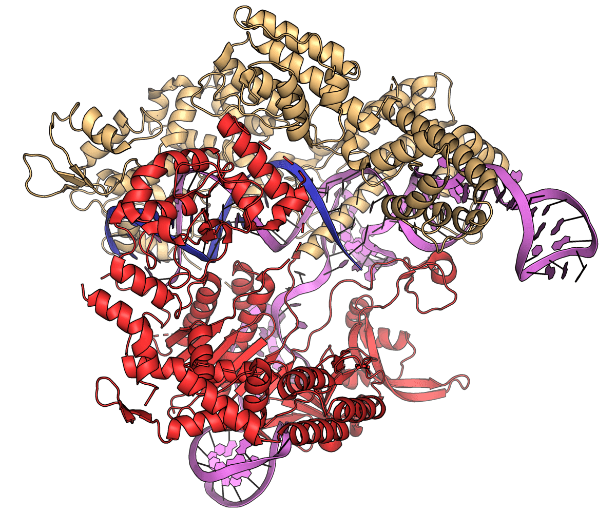 Das an DNA gebundene Cas9-Protein