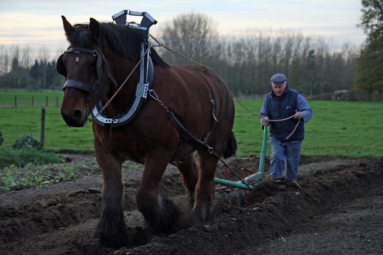 Rolnik orzący pole tradycyjnie koniem