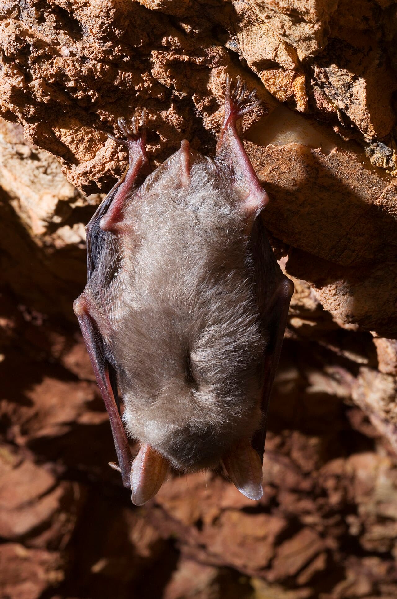 Un grand murin, la chauve-souris de la célèbre expérience de pensée de Nagel.