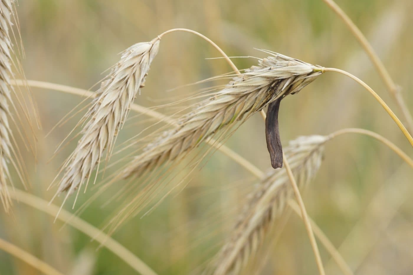 Ergot on ears of rye