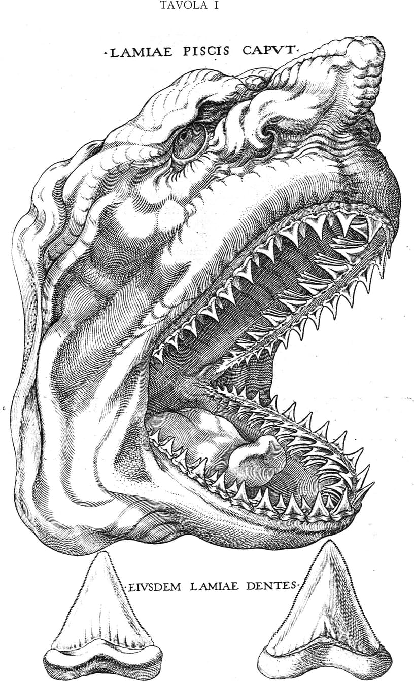 Anatomical engraving of a shark head by Nicolaus Steno, 1667