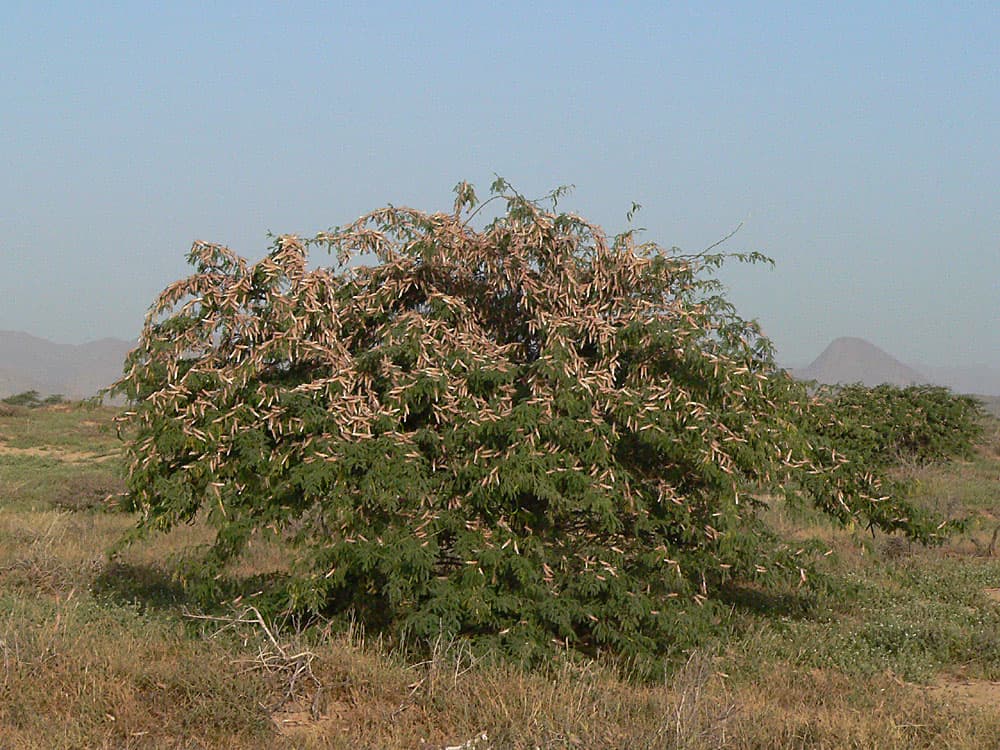Uma nuvem pousada de gafanhotos do deserto, como a invasão descrita por Joel
