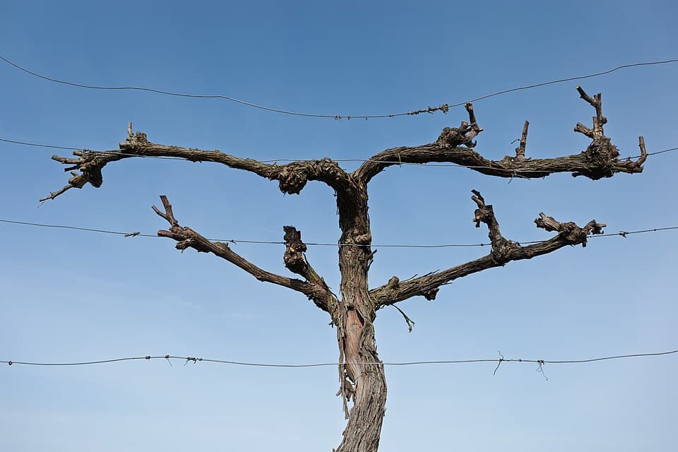 Kahler Zweig einer Weinrebe an einer Rankhilfe in Portugal