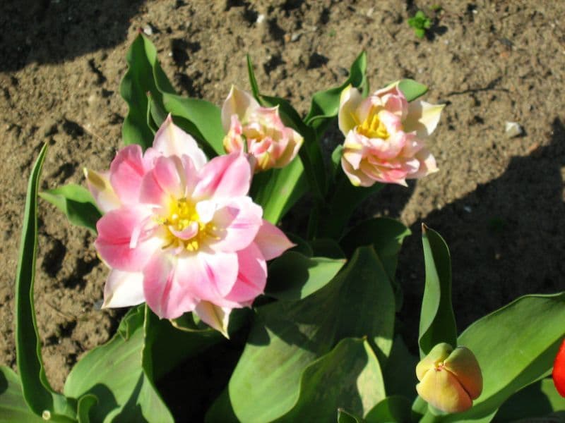 Květ tulipánu, Tulipa gesneriana