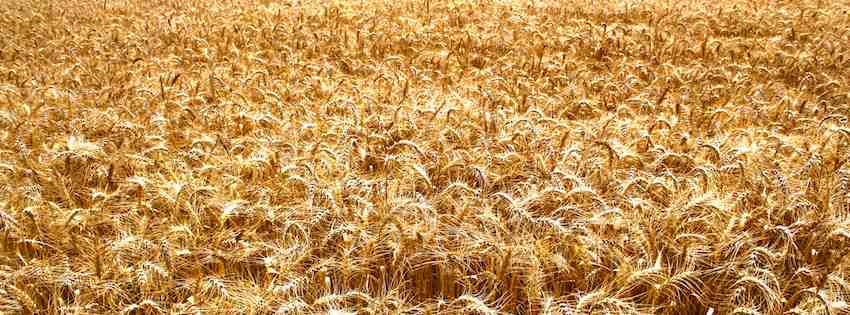 Reifer Weizen auf dem Feld kurz vor der Ernte