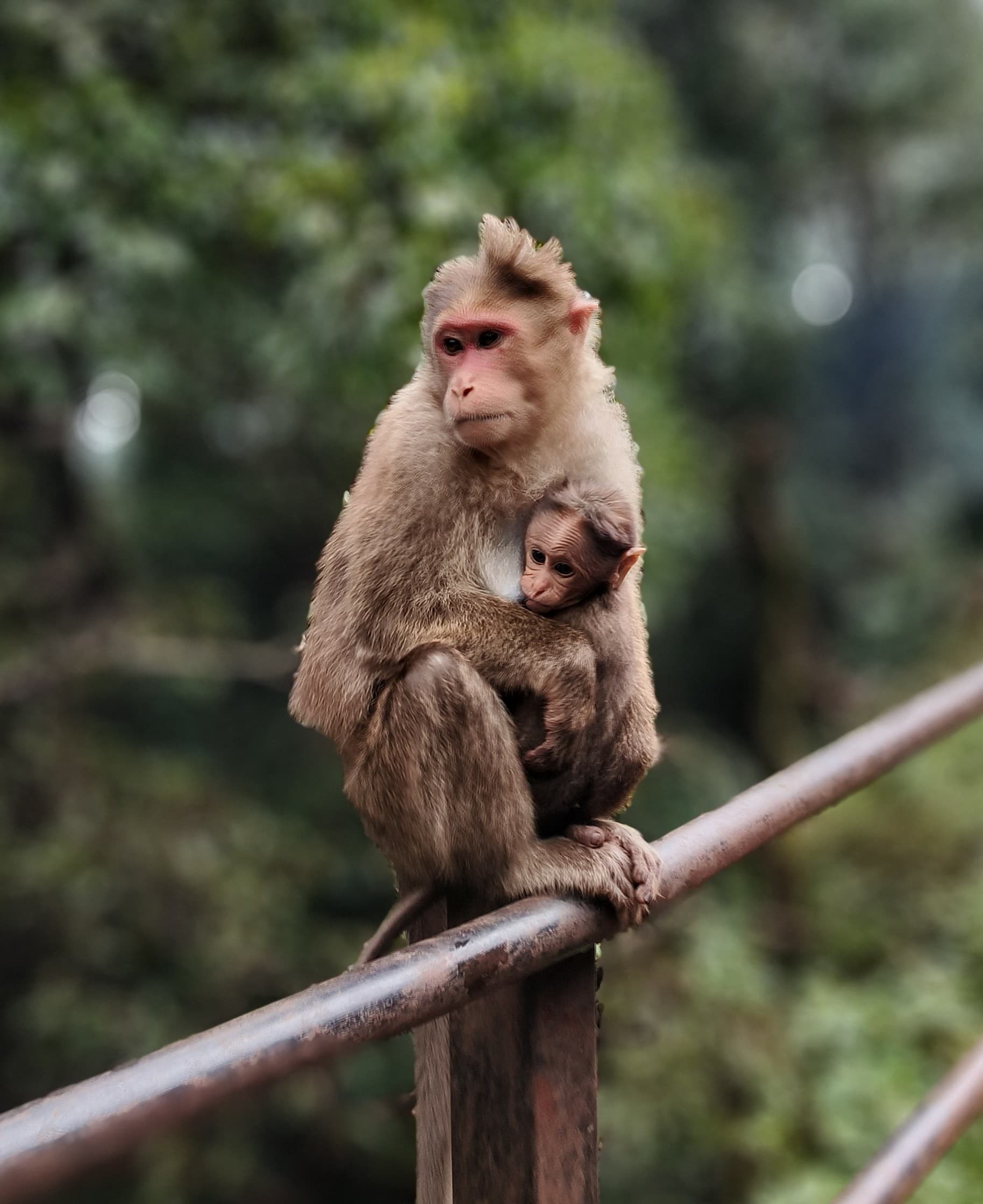 Annesine tutunan şapkalı makak yavrusu