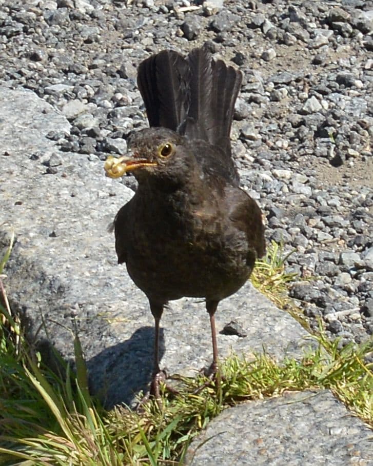 다 자란 수컷 검은지빠귀(Turdus merula)
