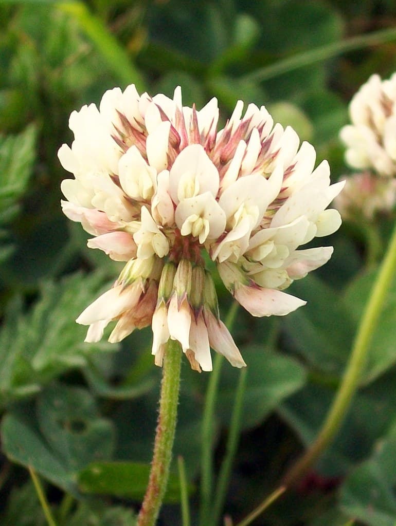 Trébol blanco (Trifolium repens) en flor