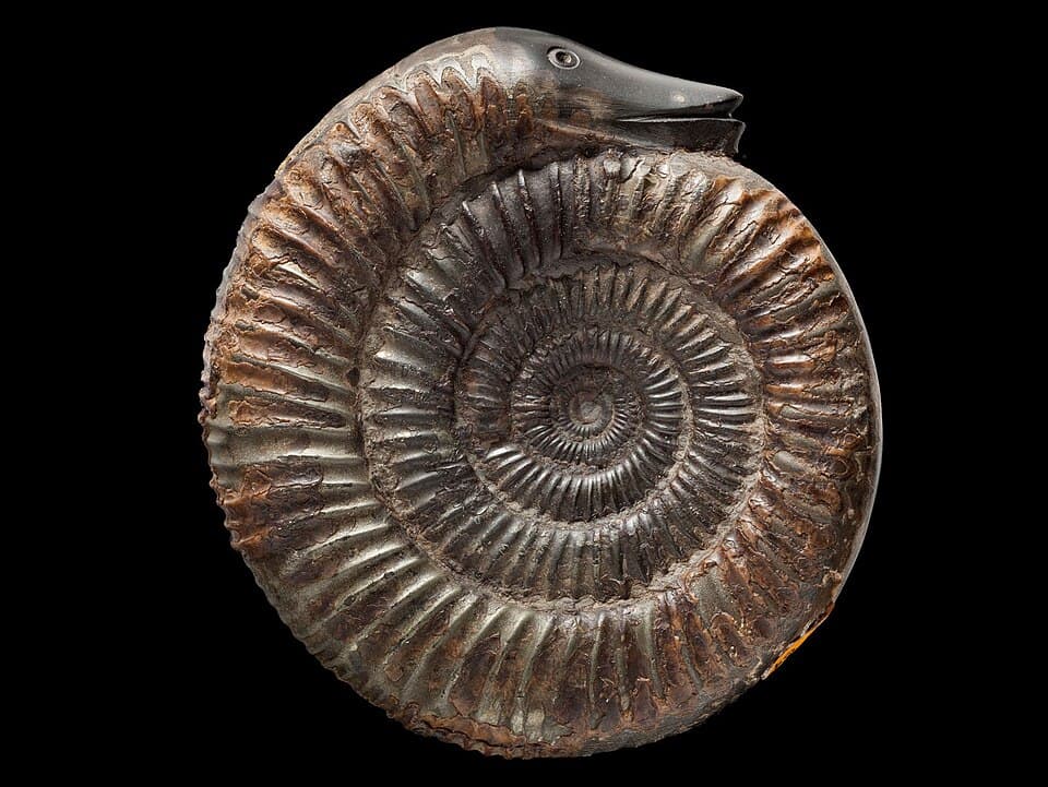 Whitby snakestone, a fossil ammonite carved with a serpent's head