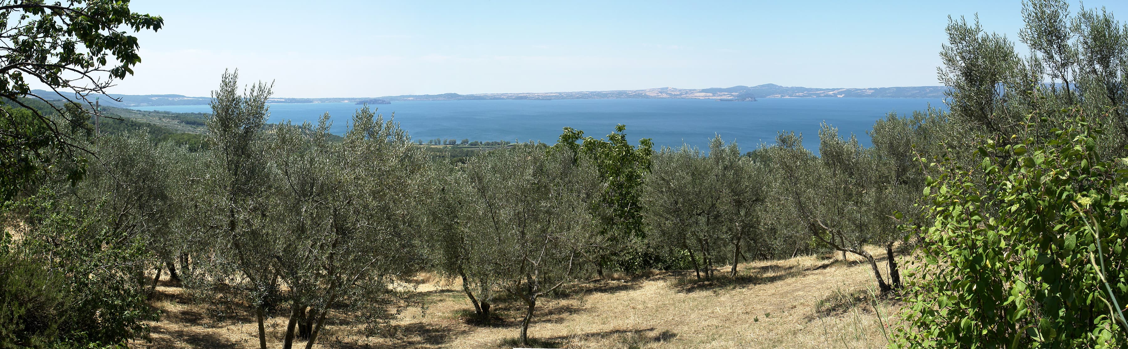 Panorama del lago di Bolsena oltre gli uliveti