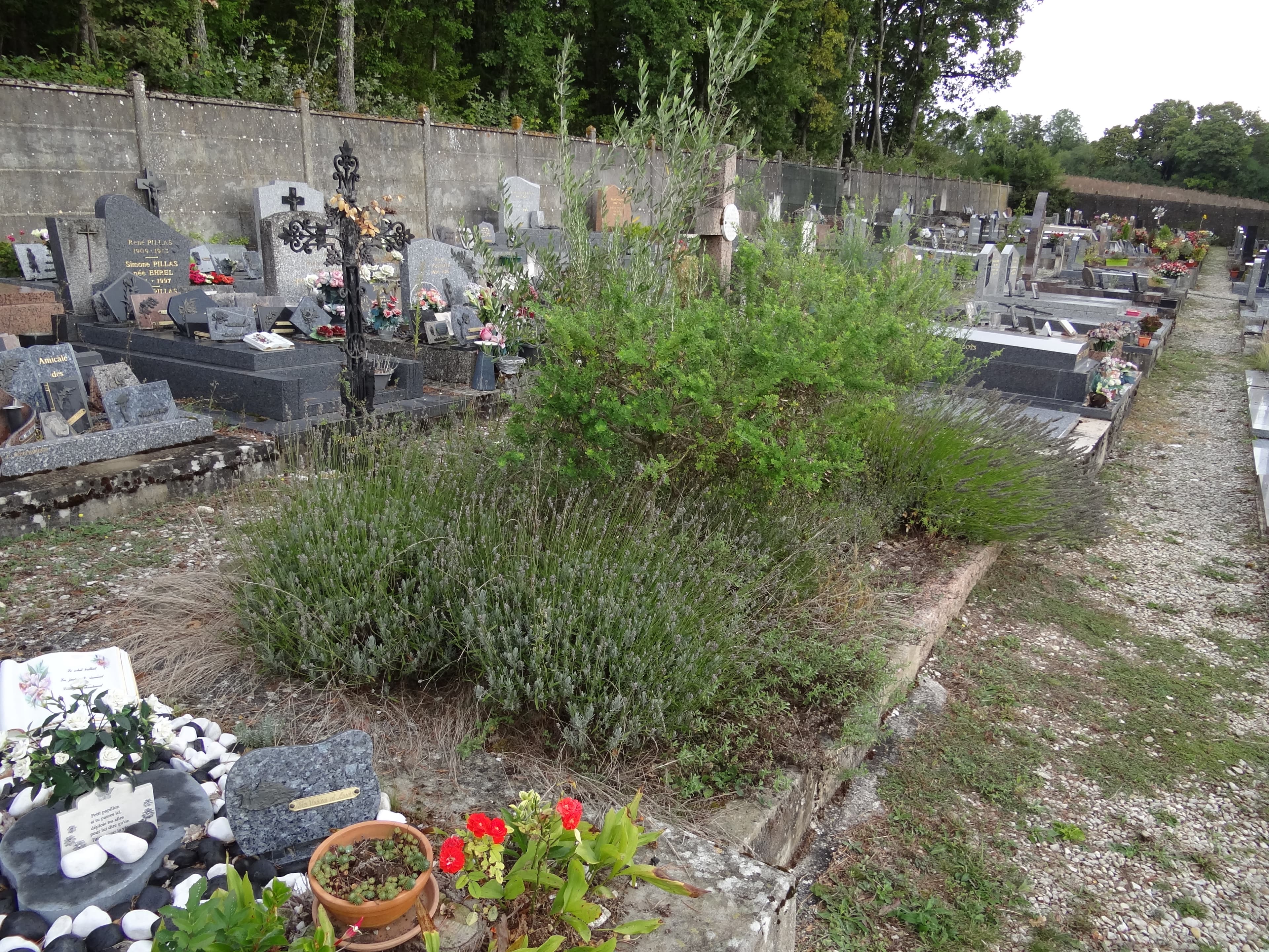 Essonne'da Châlo-Saint-Mars mezarlığında Jérôme Lejeune'ün mezarı